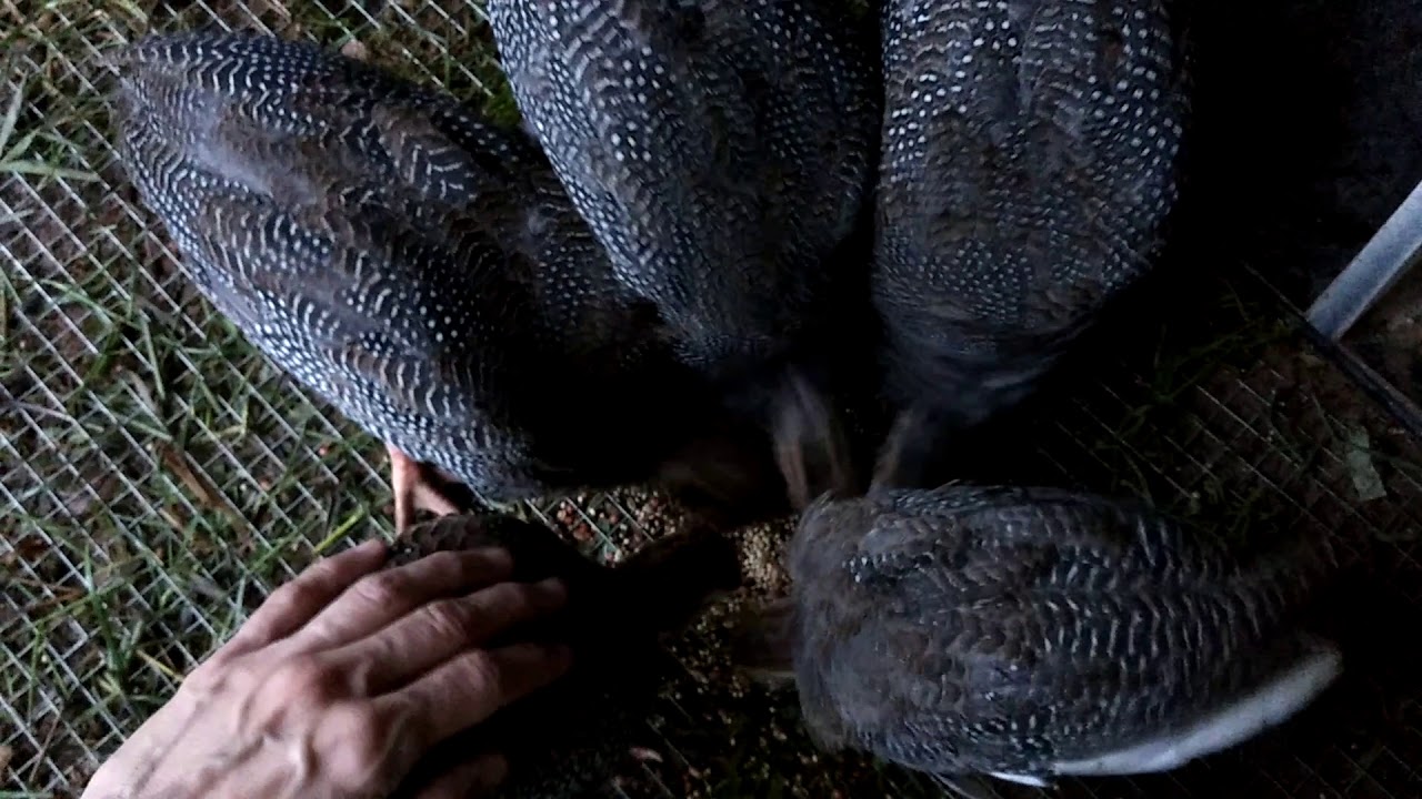 Petting guineas while they eat millet YouTube