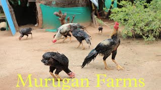 Murugan Farms Chicks available for Sale  | Kilimooku | Kilimooku Seval | Brooding and Farming screenshot 4