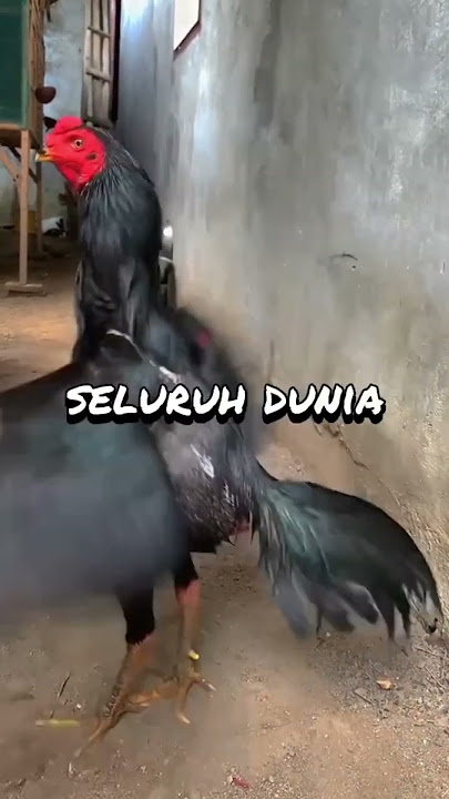 Ayam ganteng blackbull #ayambangkokindonesia #ayam #shortvideo #shortsfeed #share #shorts #shorts