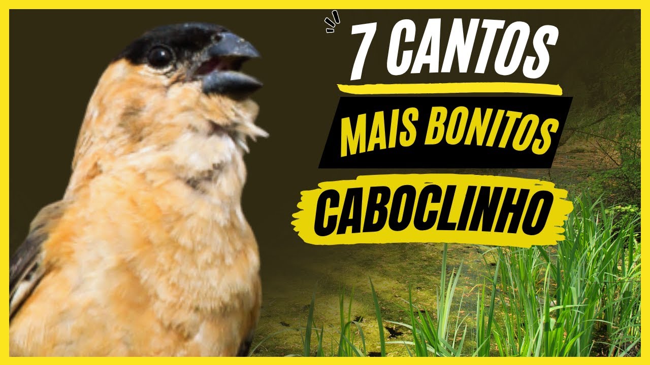 TOP 7: Cantos De 