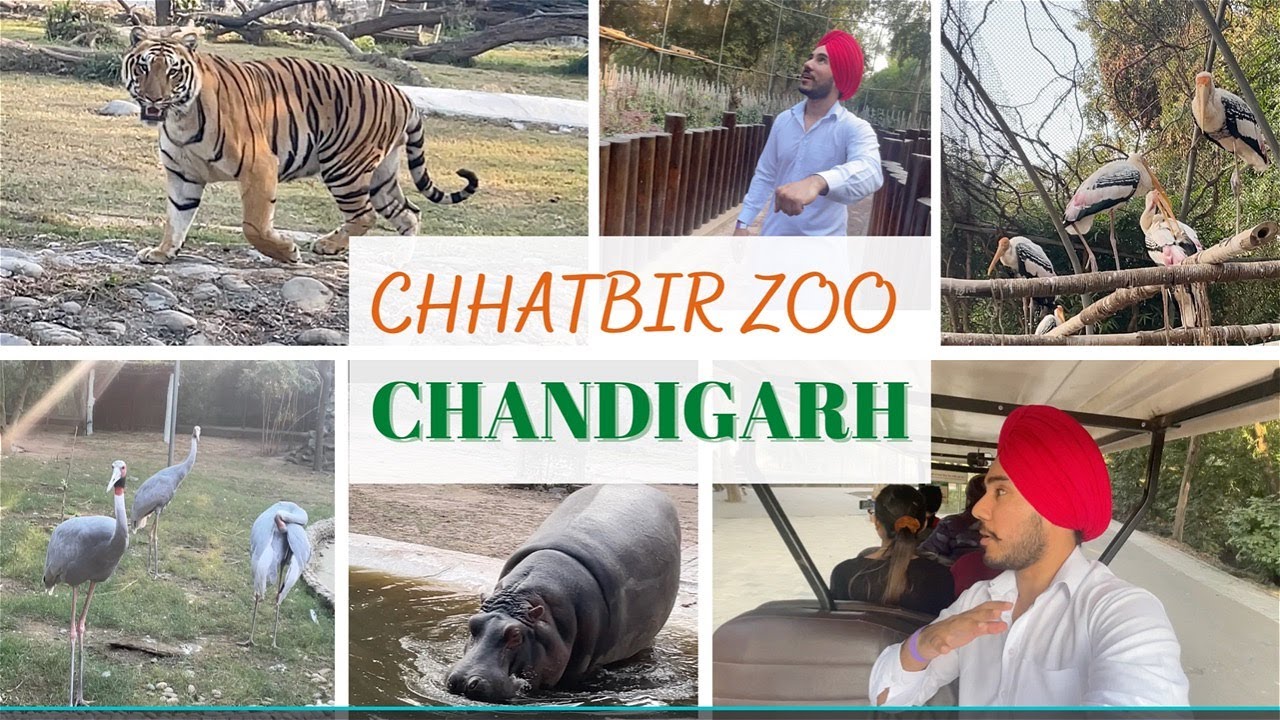 Chhatbir Zoo in Chandigarh | Famous Place in Chandigarh (छतबीर चिड़ियाघर)