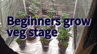Beginner grow veg week 5 @SpiderFarmer