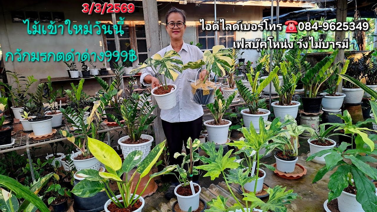 ☎️084-9625349ไม้มงคลเข้าใหม่ กวักมรกตดำด่าง ฟิโลด่างสวย หน้าวัวใบ ว่านมงคล