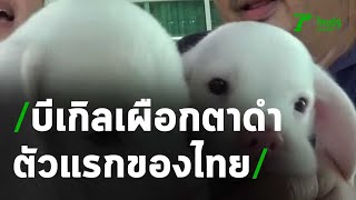 "น้องเมฆ" บีเกิลเผือกตาดำ ตัวแรกของไทย | 24-03-64 | ข่าวเช้าหัวเขียว