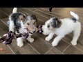 Wire fox terrier puppies roughhousing - 9 weeks old の動画、YouTube動画。
