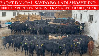 : 100+100 ABERDEEN ANGUS GEREFOD BUQALARI KELDI FAQAT DANGAL SAVDO BOLADI BUQALAR LEKIN ZOR EKAN