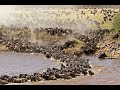 Wildebeest Migration River Crossing
