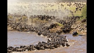 Wildebeest Migration River Crossing