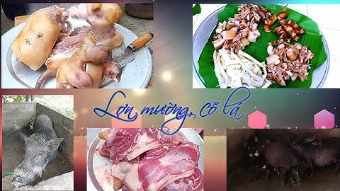 lợn mường,cỗ lá mường tằn