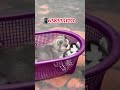 🤯siberianhusky puppies sale in Nagercoil/kanyakumari/tiruvandrum/marthandam/Kovilpatti#husky