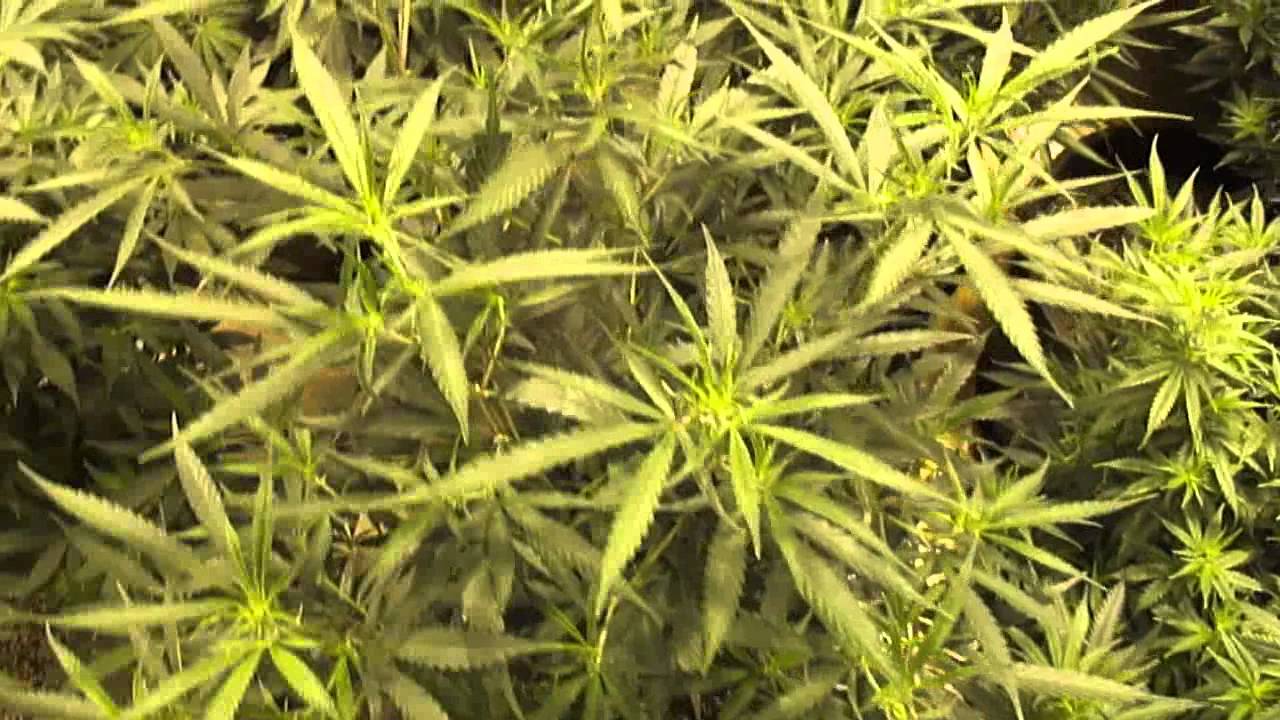 Day 2 of Flower Advanced Nutrients and Hortilux Bulbs