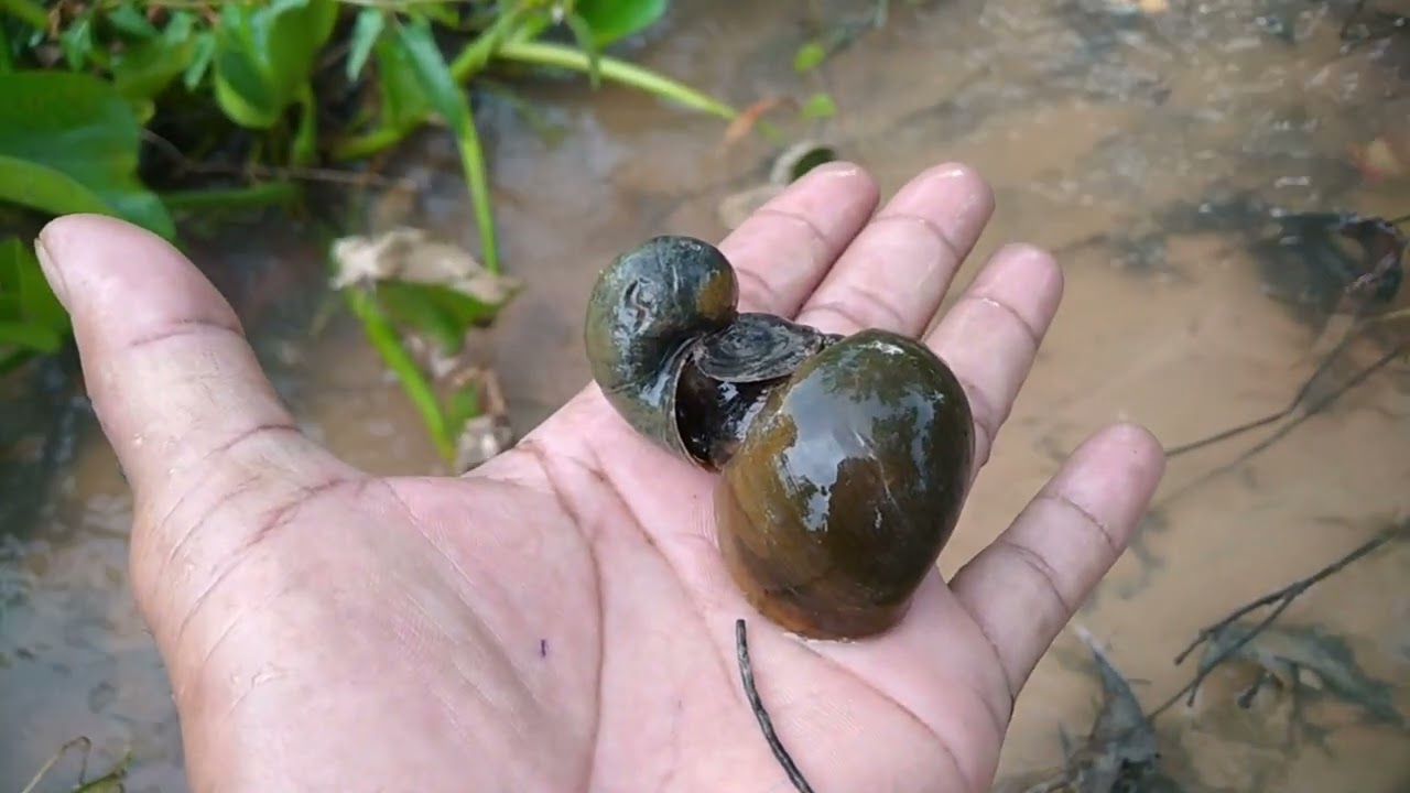 Life of a Crab Catcher and Snail