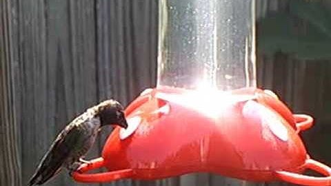 Summer Hummers from the HUMMINGBIRD GUY