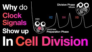 The math behind cell division (TMEB #4)