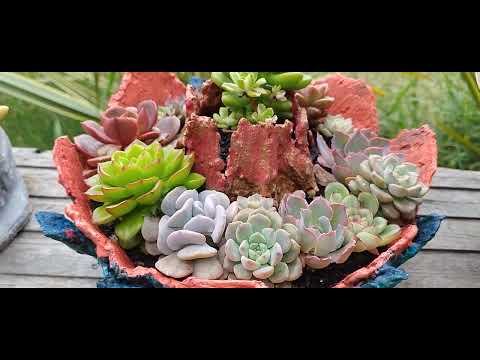 "Tour pelo Meu Jardim de Suculentas 🌵✨ | Succulent Garden Tour"