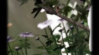 .Sims 2- Alice Cooper Poison.