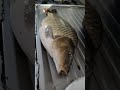 سمج سموج تعشيتو اي شربتو جاي اي ارتاحيتو سمج سموج تعشيتو اي شربتو جاي اي ارتاحيتو