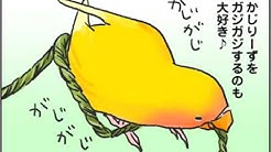 仲良し鳥軍団 レキ レンリ レティ レイ レミィ アル