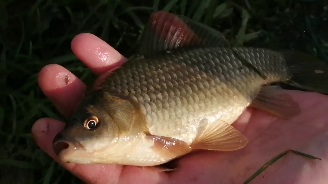 Как рыбку съесть! - YouTube