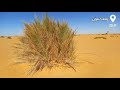 ليبيا الجنوب رمال صحراء زلاف