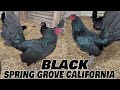 California beautiful black birds hennie grey spring grove farm visit