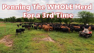 Teach Calves To Take Pressure | Penning The WHOLE Cow Herd AGAIN!!! | Check on Rocky and Floppy