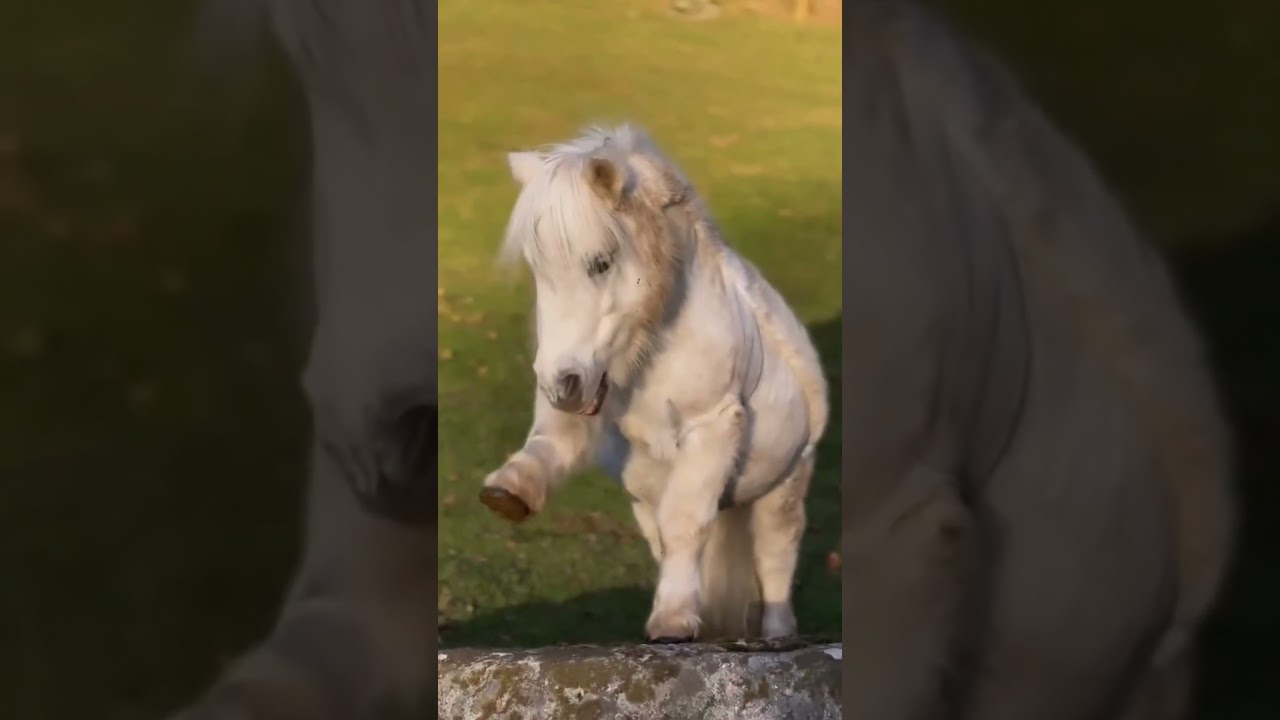 Little Horse playing and enjoying 