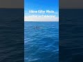 Albino killer whale spotted in Central California, not something you get to see every day!