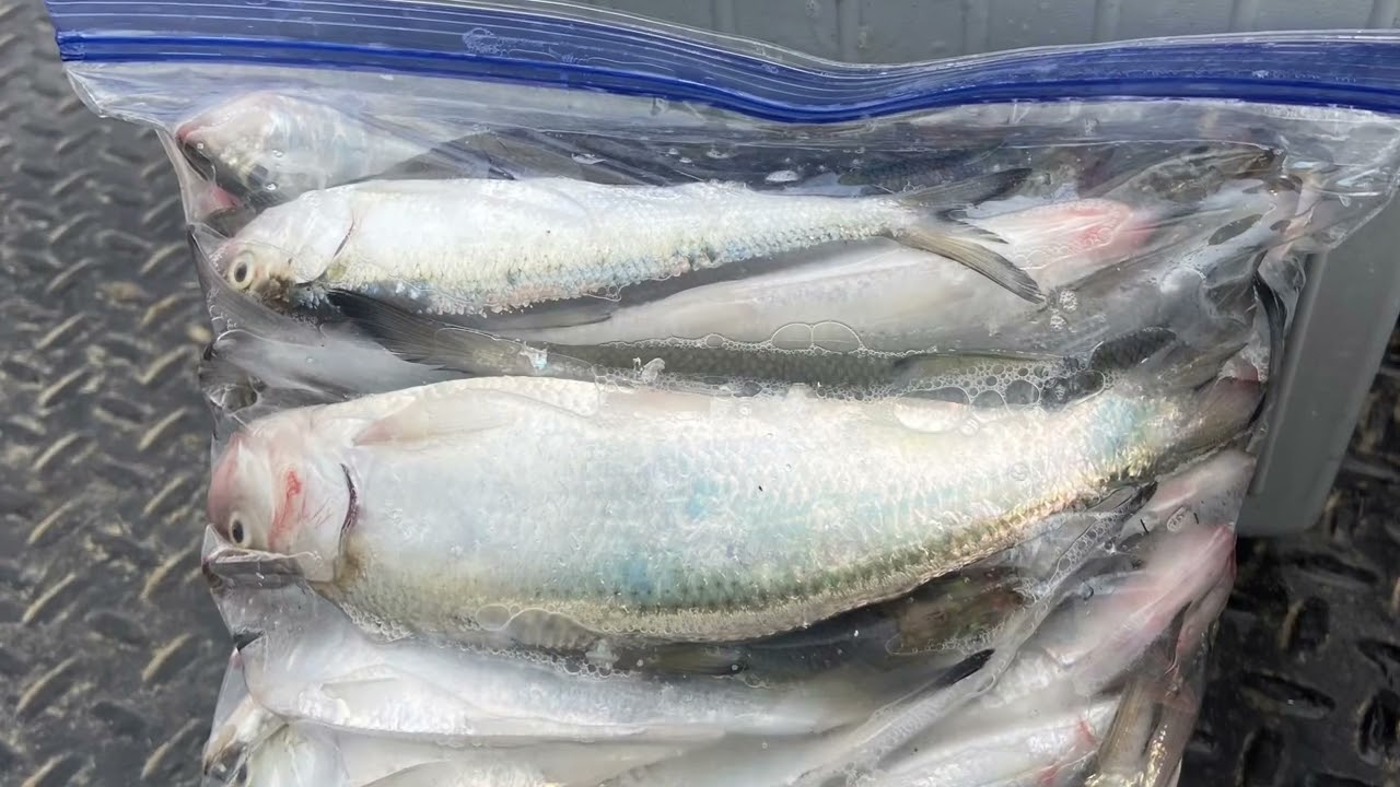 Catfish candy (skipjack) collecting off the Ohio river. September bait