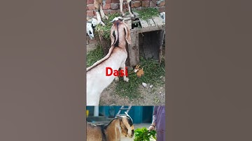 #youtubeshorts #shorts #tiktok #views #goat