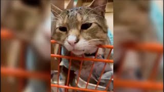 TikTok-famous cat living in Burlington County store draws in crowds of new customers