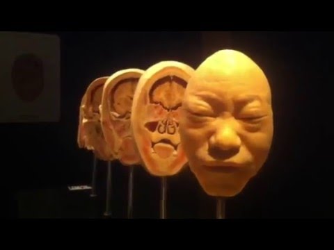 Our Body: Universul Interior la Timisoara 04.02.2016 radio online