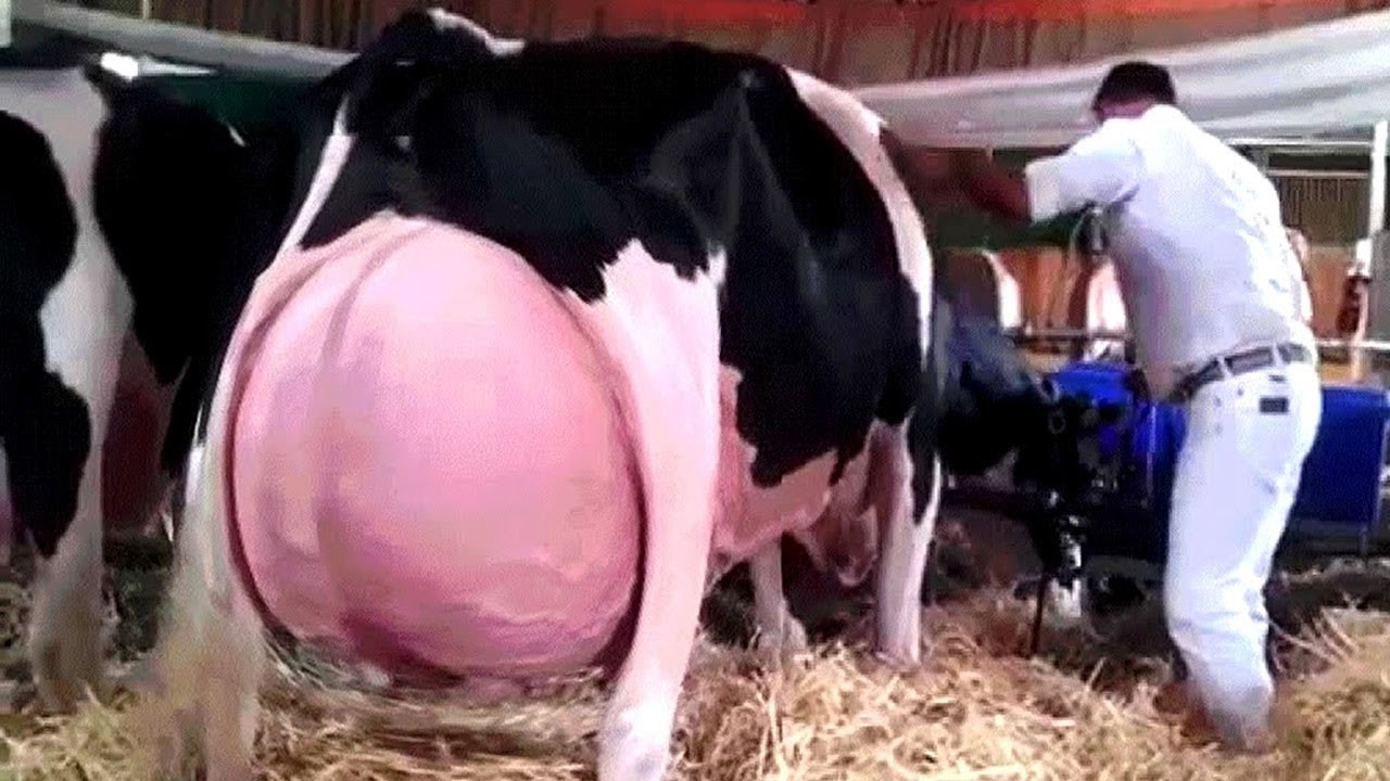 Cuando dan leche las vacas