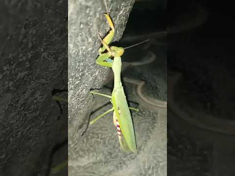 Vunja Jungu Akivunja Jungu