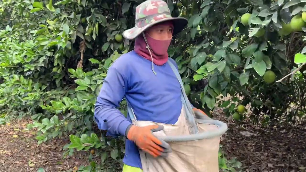 มาดูวิธีเก็บมะนาวแรงงานไทยในอิสราเอลครับผม #คนไทยในต่างแดน #อิสราเอล 