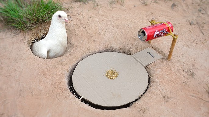 Piège à oiseaux simple bricolage! Comment faire un piège à oiseaux ...