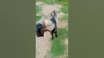 Funny Goat Comedy Youtube Short Video 