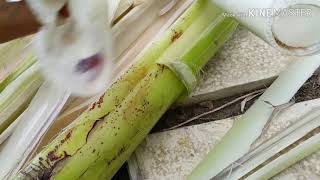 قصب الموز banana stem