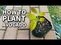 GROWING AVOCADO PLANT FROM SEED