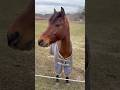 Baby Pete #horse #horsegirl #horseriding #horselove #horselife #cuteanimal #funnyanimals #cute