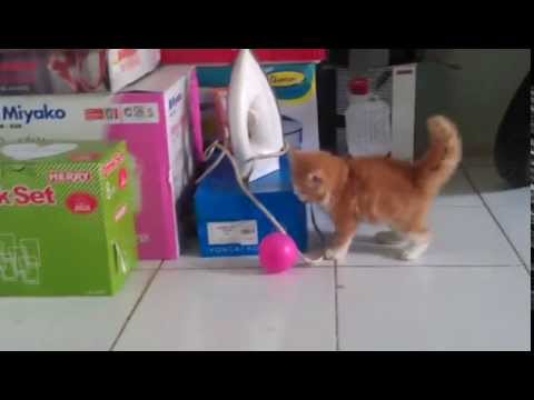  Kucing  Persia  umur  3 Bulan  main Bola YouTube