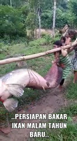 Download lagu #mamatoman #babongabus/haruan #monstertoman #mancing IKAN RAKSASA