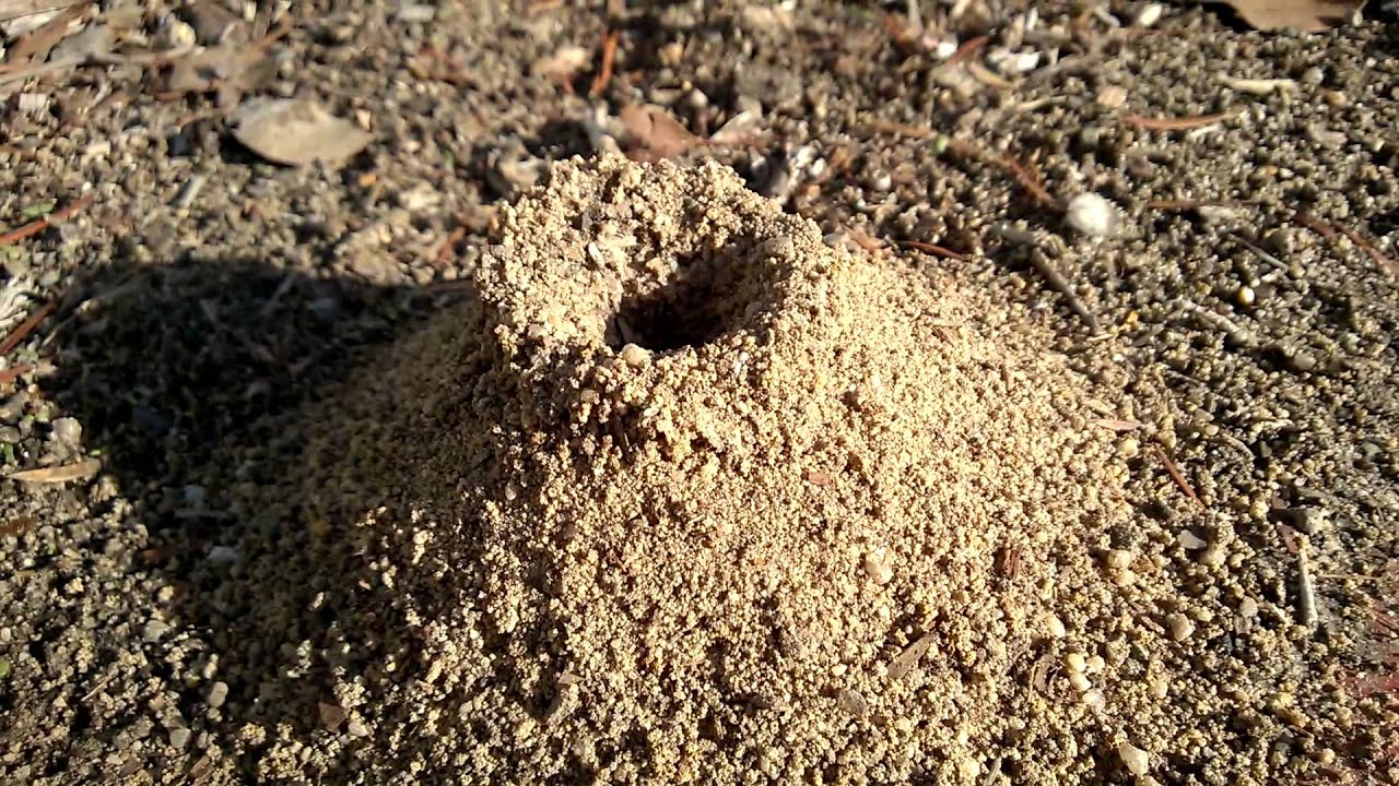 Ants Digging Out Their Nest - YouTube