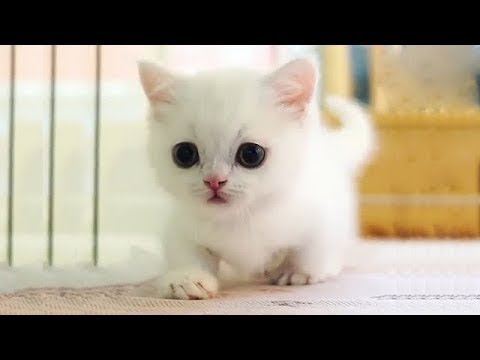 cats-and-cute-kittens-overload-compilation-2018