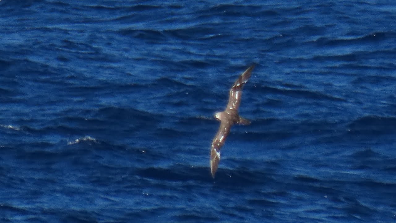 カワリシロハラミズナギドリ/Kermadec Petrel 小笠原航路 YouTube