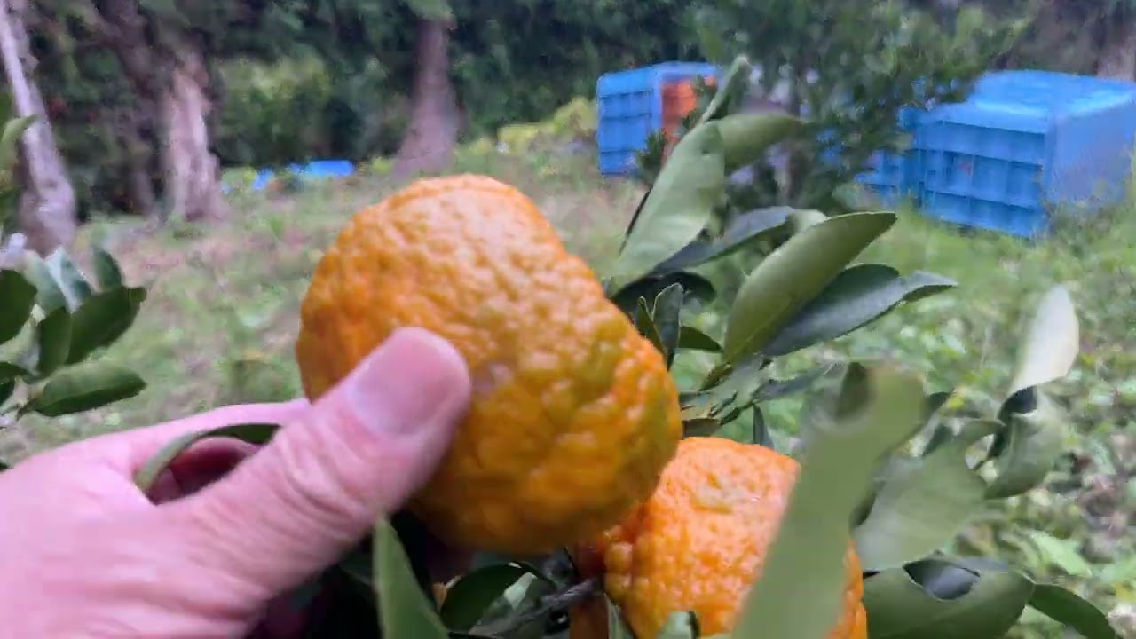 例年より少し遅れましたがポンカンの収穫開始です！