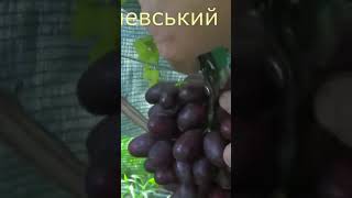 @Супер виноград від Балабанова