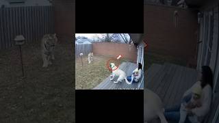 This Dog Saves Family From Tiger Attack.. What Happens Next Will Shock You