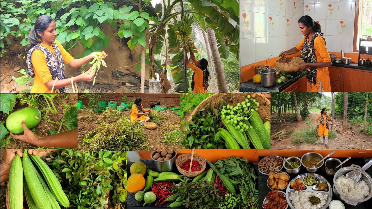 பாத்து பாத்து காத்து இருந்து பூத்துருச்சு🫛Harvesting and cooking Healthy lunch menu/village cooking