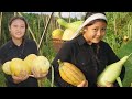 Plenty organic vegetables||Chigrim Sangma